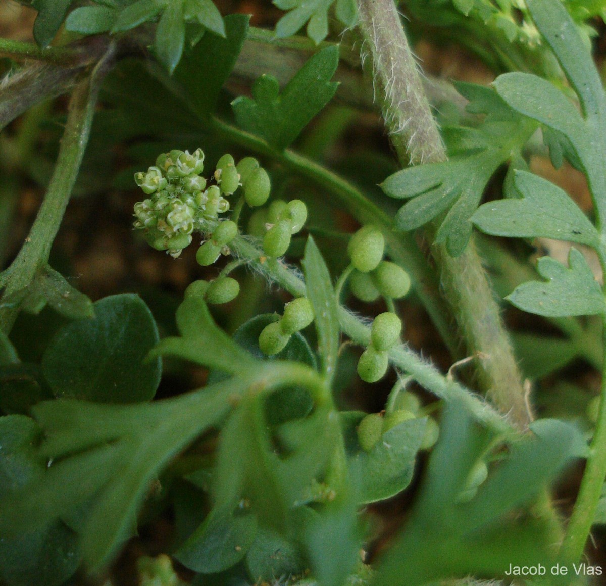 Lepidium didymum L.